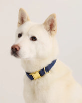100% Cotton-Wrapped Nylon Dog Collar - XS / Navy