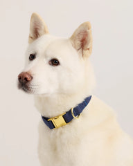 100% Cotton-Wrapped Nylon Dog Collar - XS / Navy