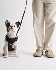 Dog Harness Walk Kit - XS / Black