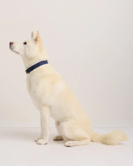 100% Cotton-Wrapped Nylon Dog Collar - XS / Navy