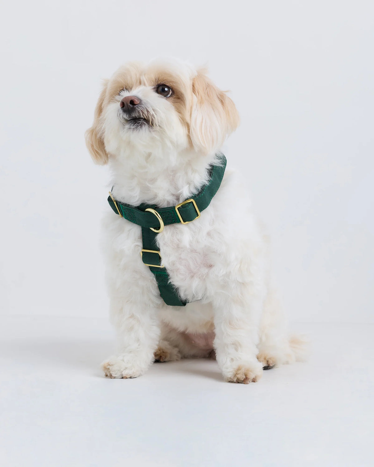 100% Cotton-Wrapped Nylon Dog Harness - XS / Navy