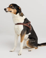 Italian Leather Dog Harness Walk Kit - XS / Brown