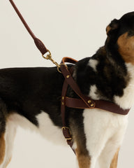 Italian Leather Dog Harness Walk Kit - XS / Brown