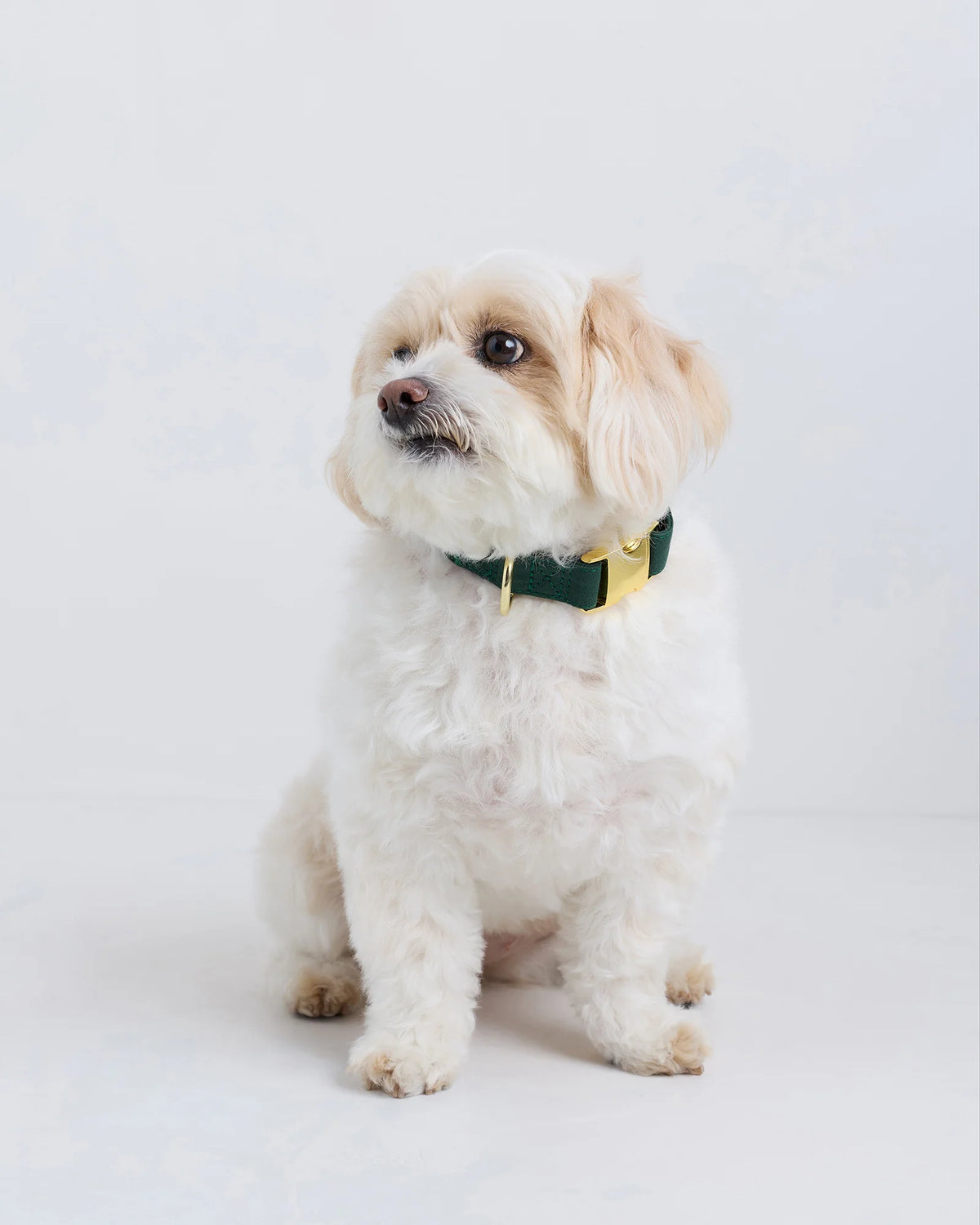 100% Cotton-Wrapped Nylon Dog Collar - XS / Navy