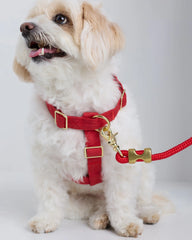 100% Cotton-Wrapped Nylon Dog Harness Walk Kit - XS / Ruby